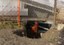 ca_huennerstall1-170x120.jpg