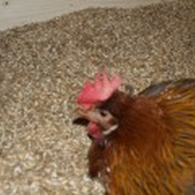 ca_huennerstall13-170x120.jpg