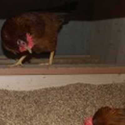 ca_huennerstall3-170x120.jpg