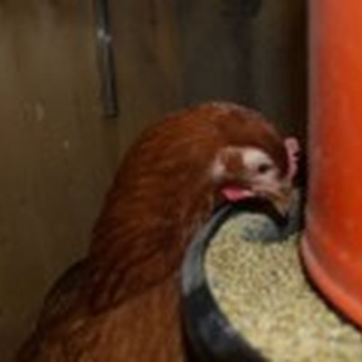 ca_huennerstall4-170x120.jpg