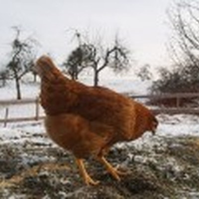 ca_huennerstall8-170x120.jpg
