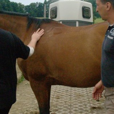 Reitpaedagogik1-590x260.jpg
